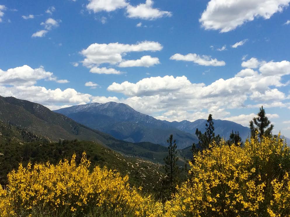 Mountainscape with flowers